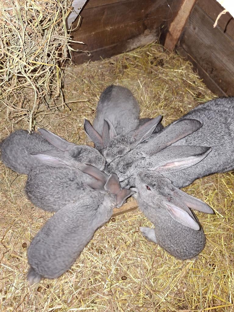 Konijnen, Dieren en Toebehoren, Konijnen, Meerdere dieren, Groot, 0 tot 2 jaar