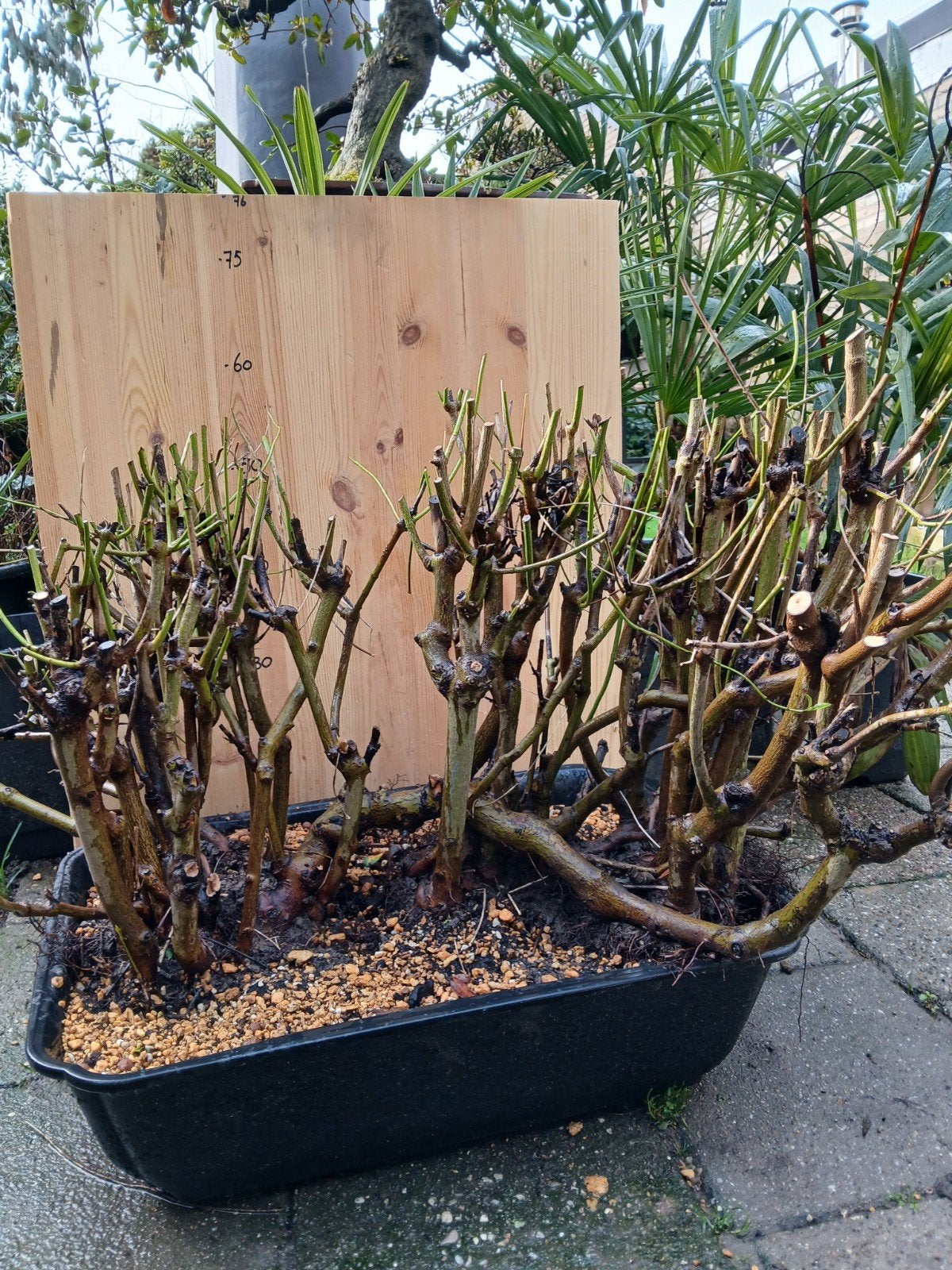 pre bonsai cornus mas, Bloeit niet, Overige soorten, Minder dan 100 cm, Ophalen