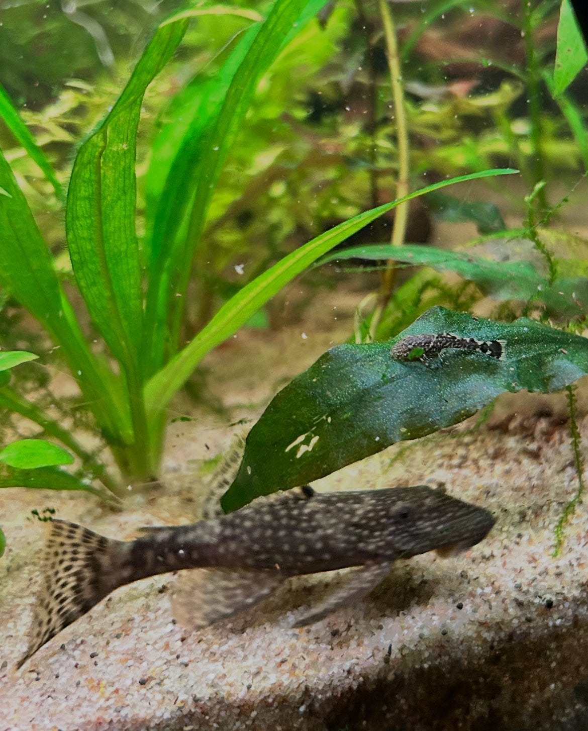 Jonge algeneters pleco (3 voor €4,50), Dieren en Toebehoren, Ophalen, Overige typen