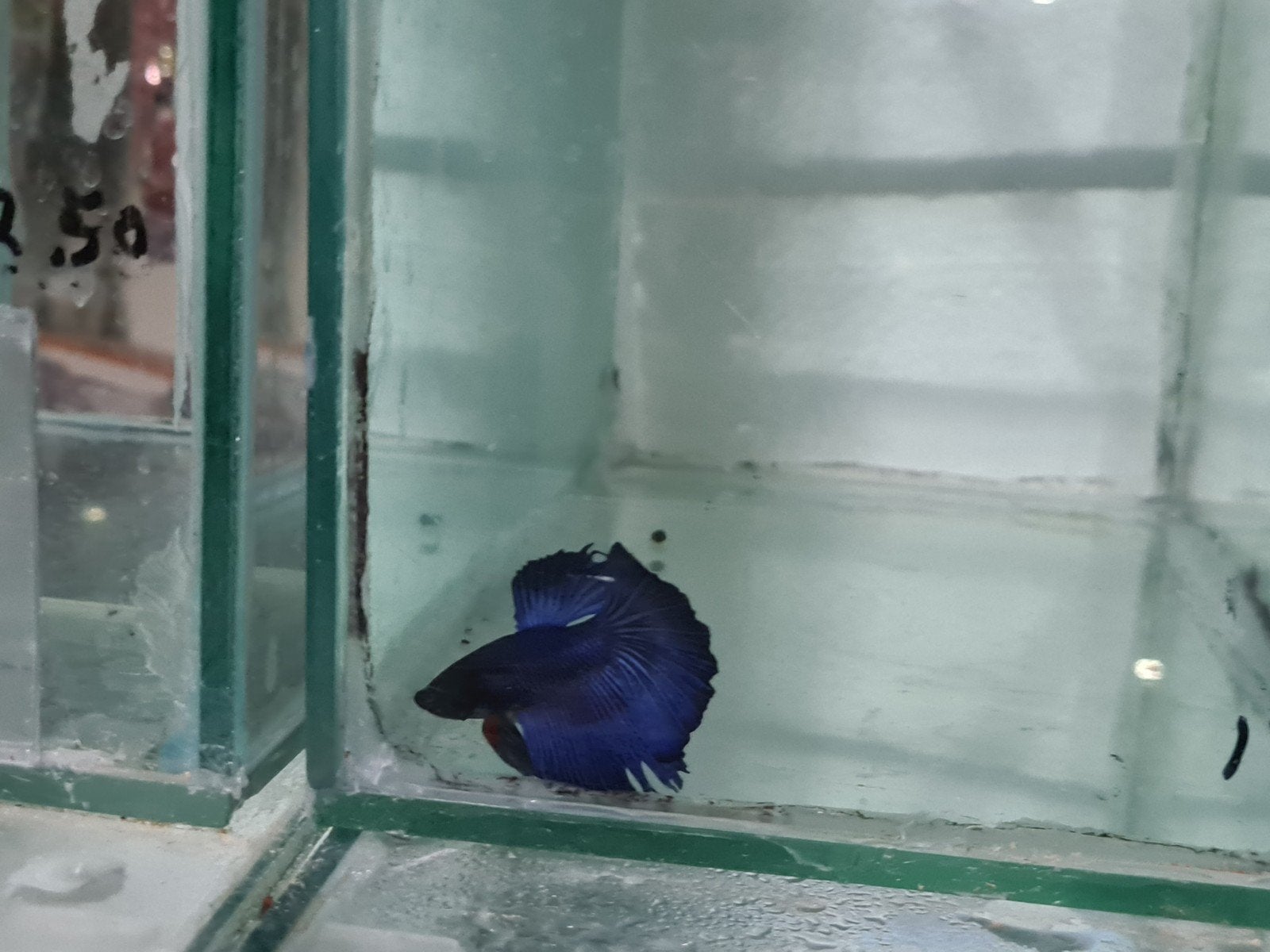 Betta splendens super delta kempvis man, Dieren en Toebehoren, Vis, Zoetwatervis