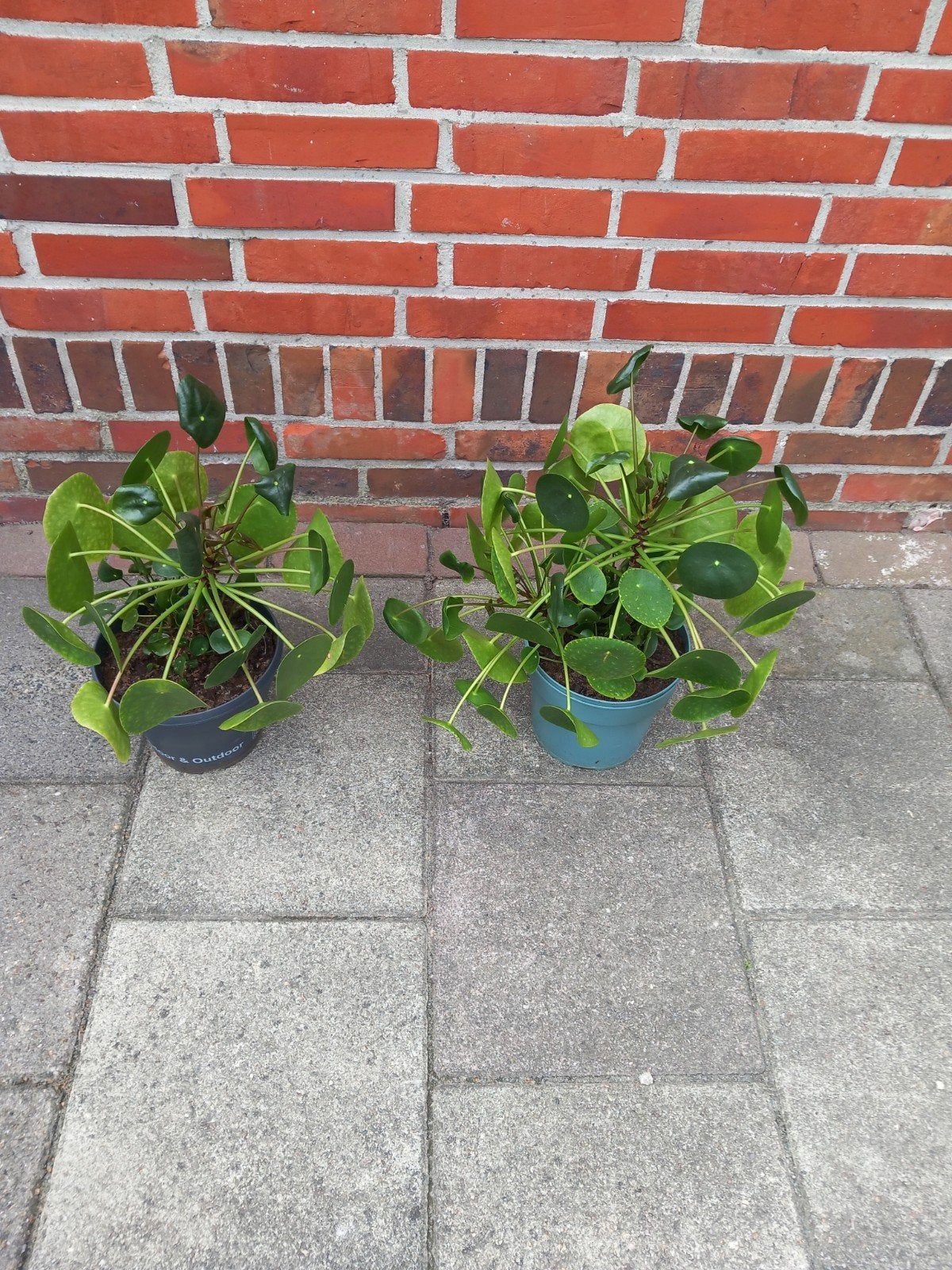2 pannekoek planten, Ophalen, Halfschaduw, Minder dan 100 cm