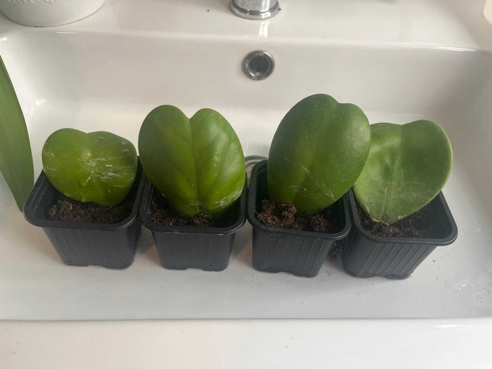 Gewortelde Hoya Kerrii (Lucky Heart) stekjes, Vaste plant, Bloeit niet, Halfschaduw, Ophalen