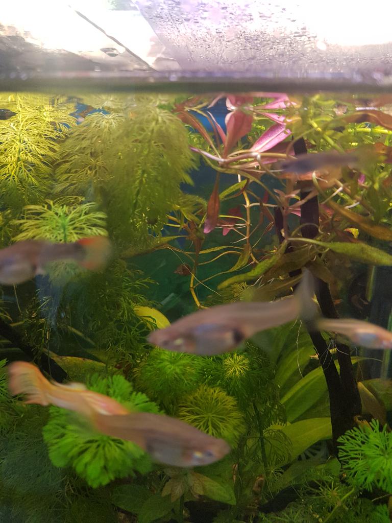 Te koop gezonde ENDLER vrouwtjes & jonge guppen !!, Vis, Zoetwatervis, Schoolvis