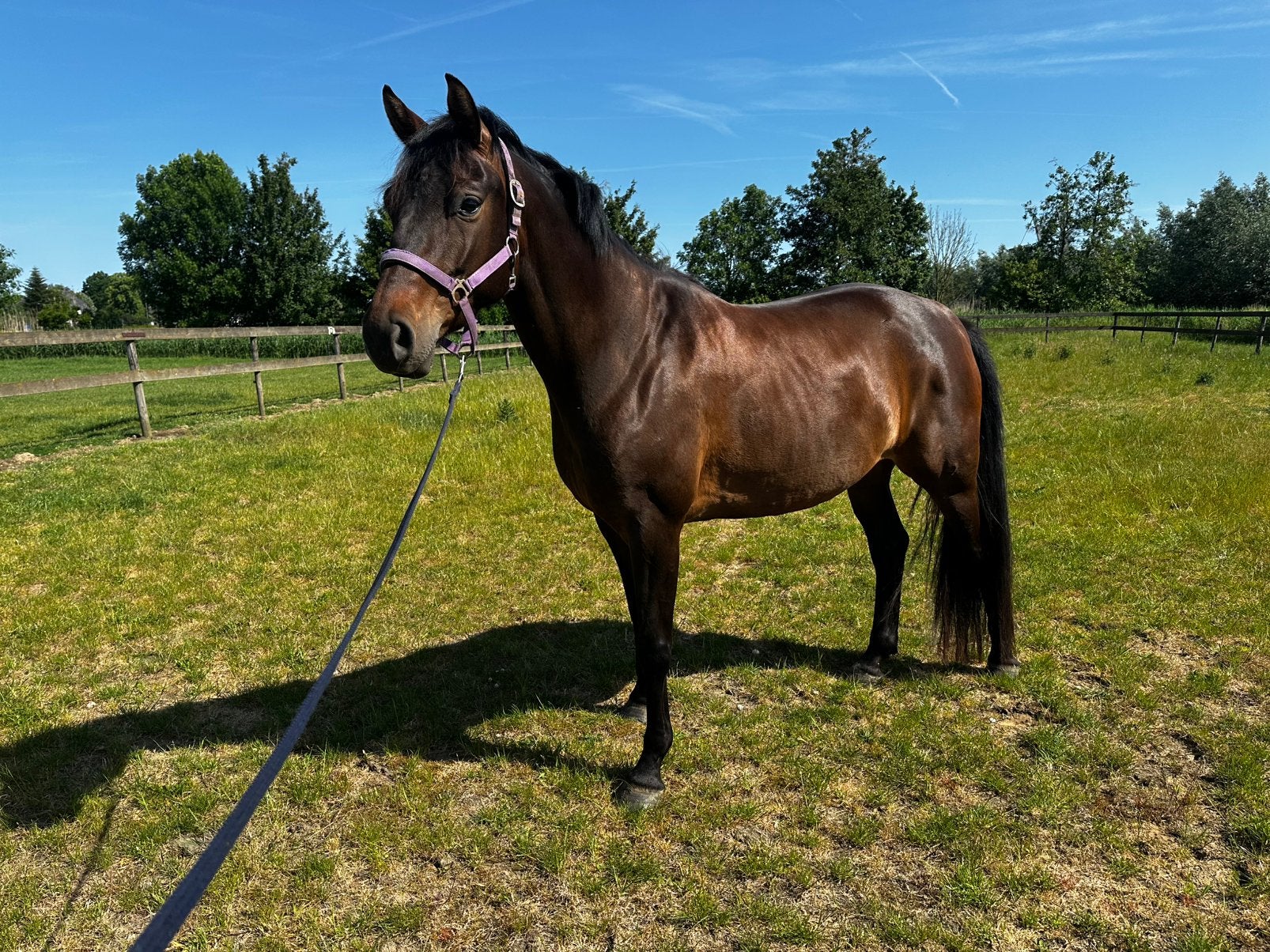 Te koop: mooie vriendelijke merrie( ladignac xRubiquil), Dieren en Toebehoren, Paarden, Merrie, Met stamboom, Dressuurpaard, Zadelmak