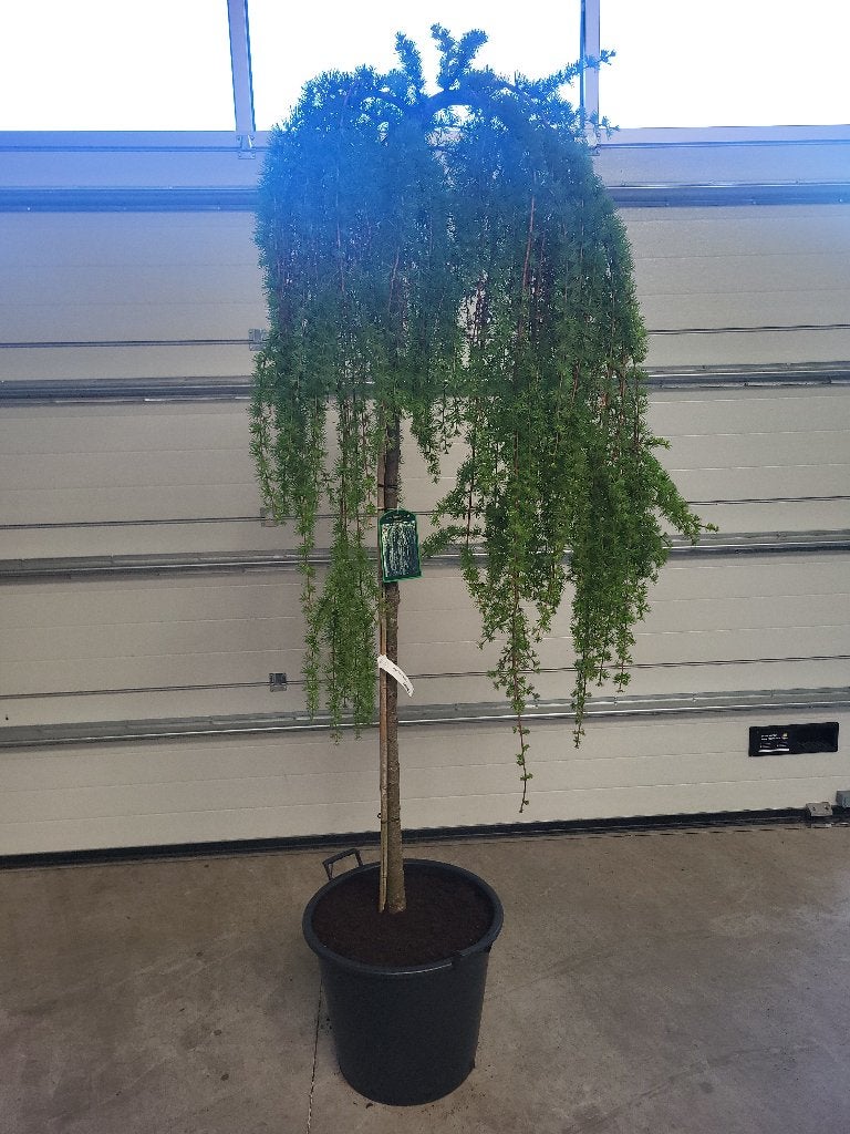 Larix Kaempf Stiff Weeper op stam, Bloeit niet, Treurboom, Ophalen of Verzenden, 100 tot 250 cm