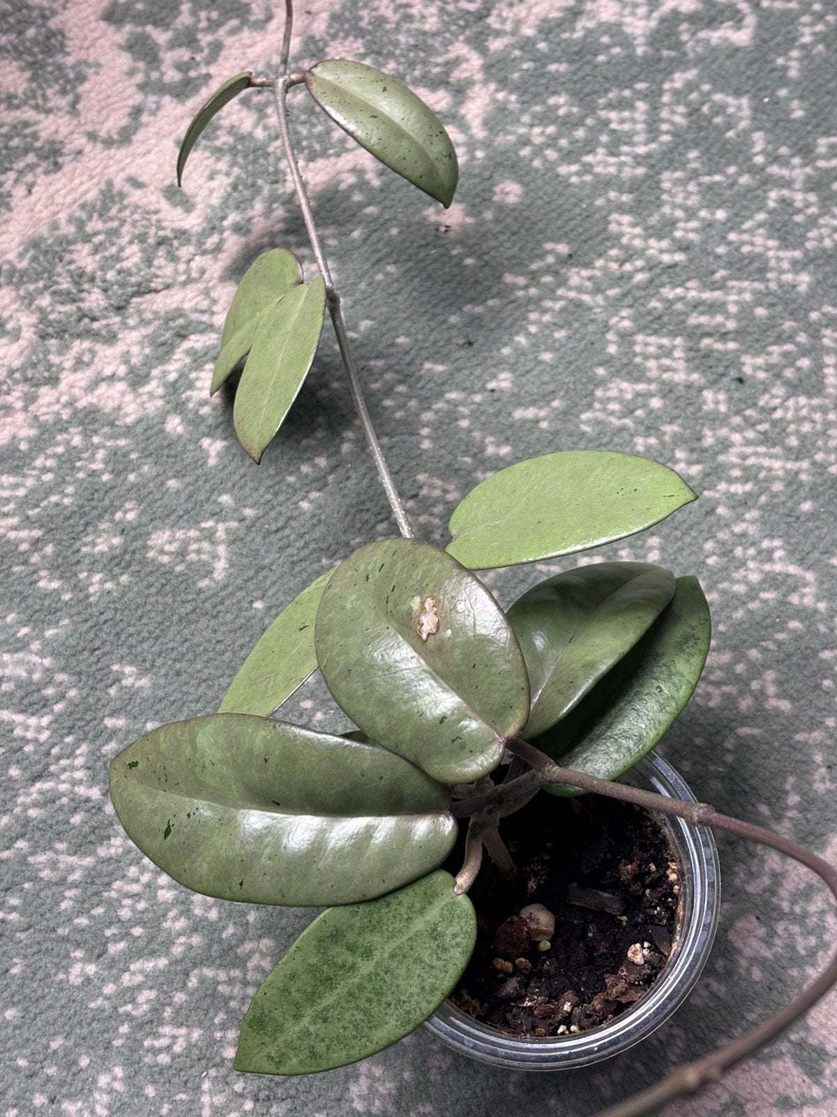 Hoya Silver Dollar, Ophalen of Verzenden, Halfschaduw, Minder dan 100 cm