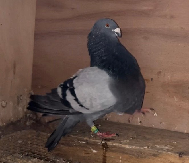 Jiennense de Vuelo, Mannelijk, Kropper