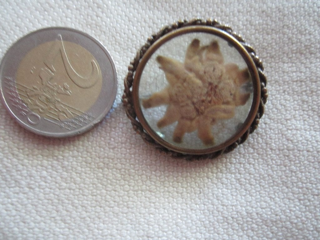3.  Apart oude broche met edelweiss, Ophalen, Overige materialen, Broche