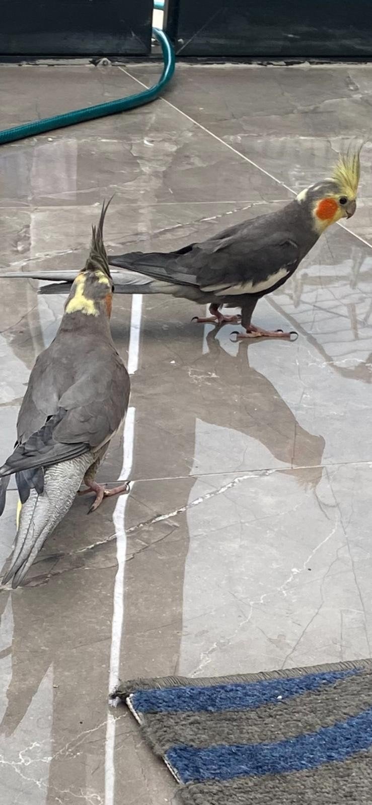5 valkparkieten twee grote en drie baby's valkparkieten, Meerdere dieren, Parkiet