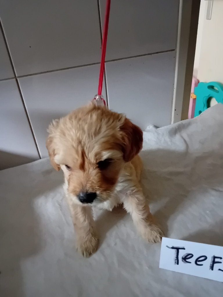 prachtige labradoodle puppy 3 reutjes 3 teefjes, Nederland, Overige rassen, 8 tot 15 weken, Parvo