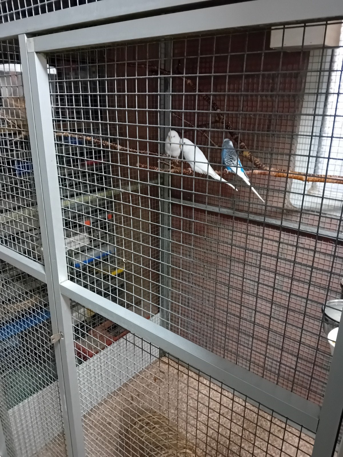 grasparkieten, Meerdere dieren, Parkiet