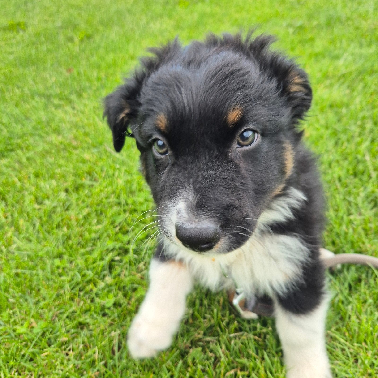 Lieve australian shepherd pups mogen het nestje verlaten, Dieren en Toebehoren, Honden | Herdershonden en Veedrijvers, 8 tot 15 weken