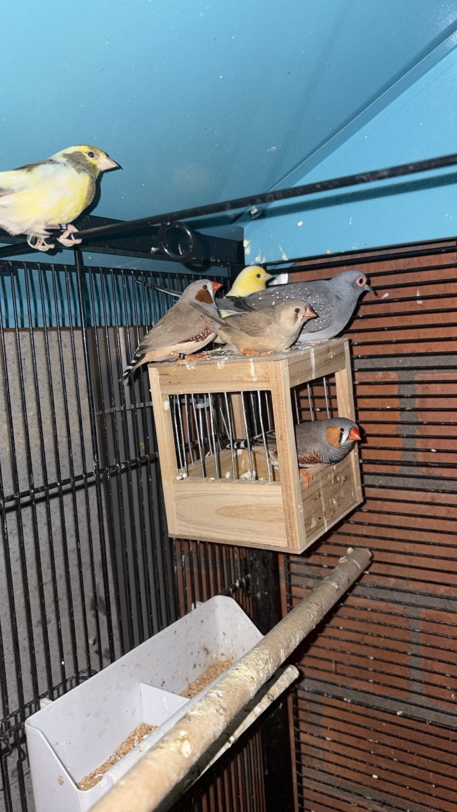 Te koop kanaries diamant duif en 3 zebra vinken, Meerdere dieren, Tropenvogel, Geringd