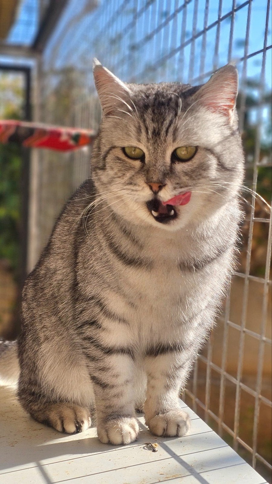 sofi wil graag een baasje, Dieren en Toebehoren, Katten en Kittens | Raskatten | Korthaar, Poes, Gechipt, 3 tot 5 jaar