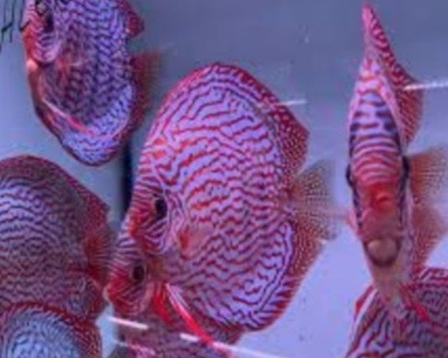 Rood turquoise x Red Spotted green ca 8 cm -Discus- Koidream