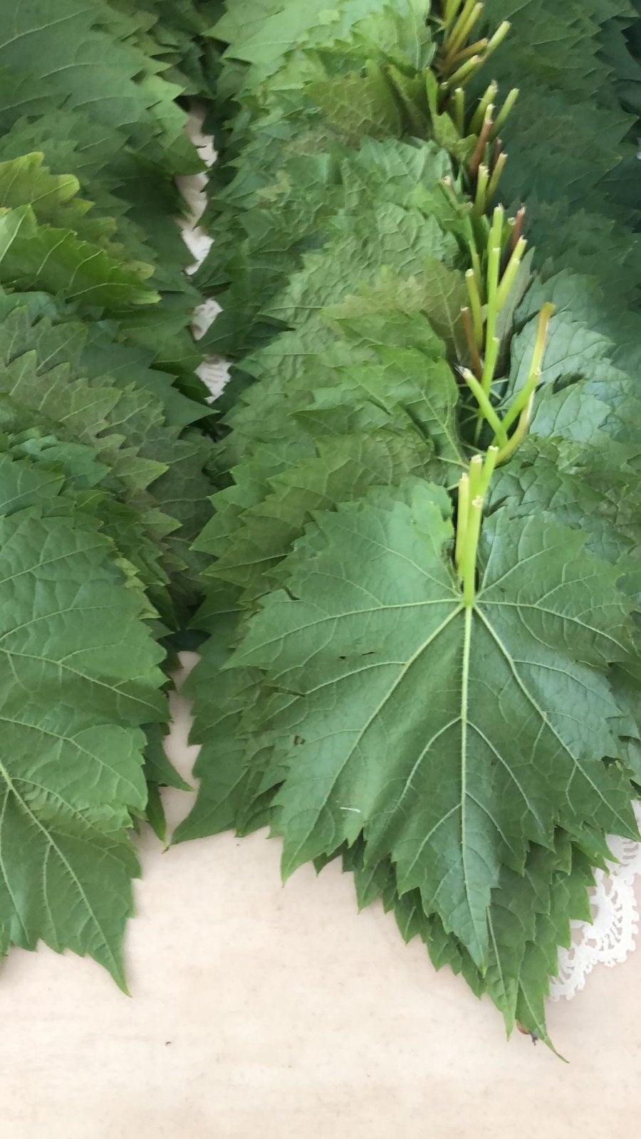 Verse druivenbladeren voor dolma's en wraps, Ophalen, Volle zon, Vaste plant, Bloeit niet