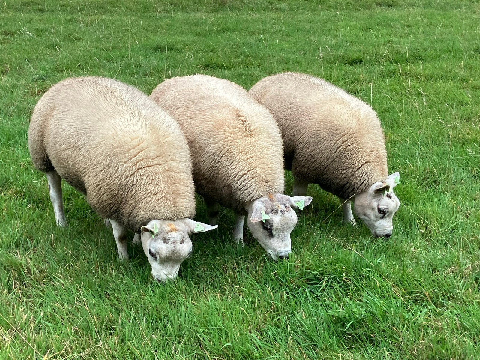 Beste stamboek Texelaar ramlammeren ARR/ARR, Dieren en Toebehoren, Schapen, Geiten en Varkens, Mannelijk, Schaap, 0 tot 2 jaar