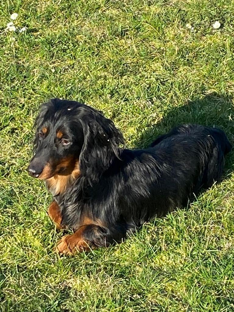 Langharige dwergteckel reukes, Dieren en Toebehoren, Honden | Teckels en Dashonden, België, Reu, 1 tot 2 jaar, Dwerg