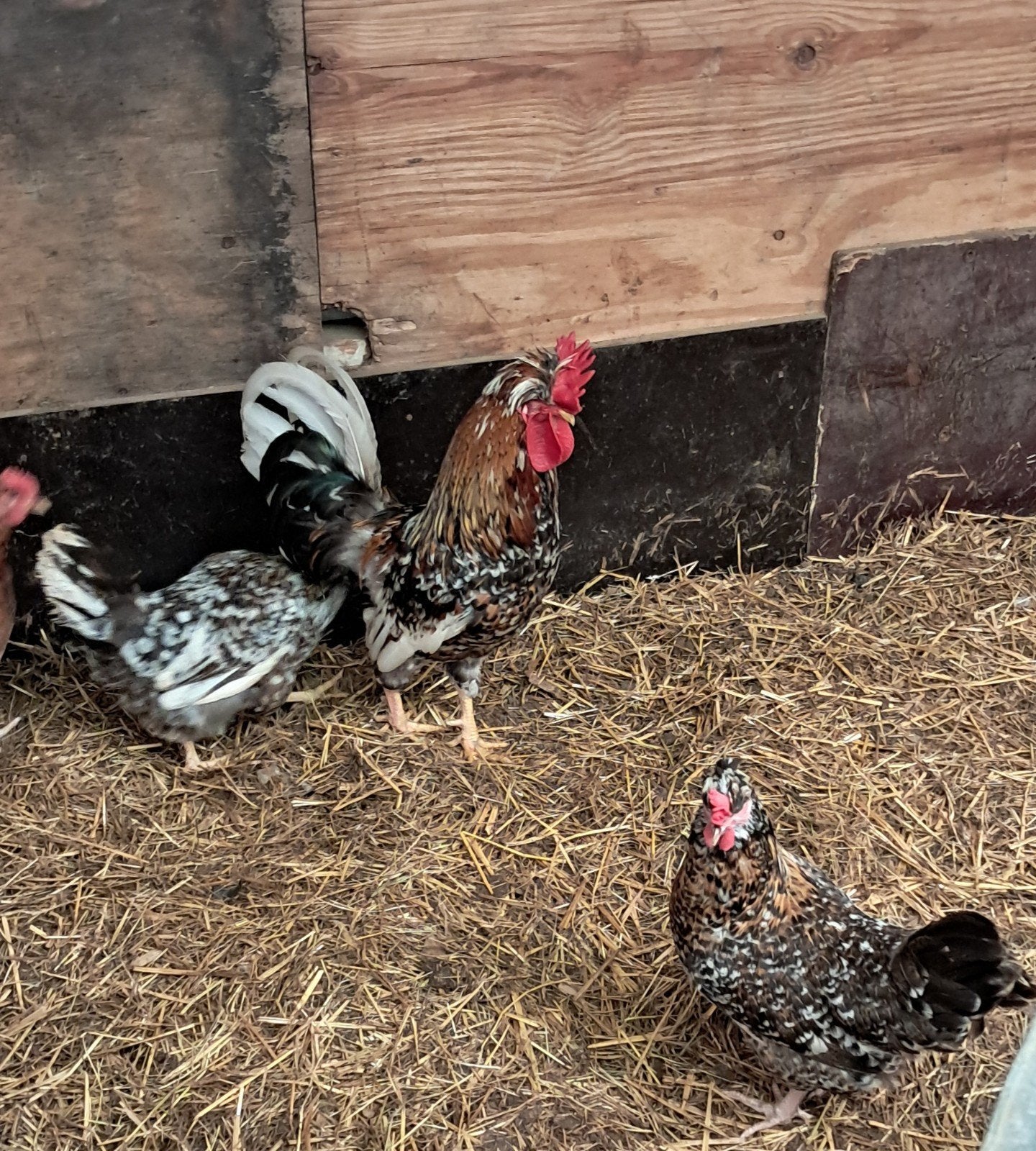 Zweedse bloem kippen, Dieren en Toebehoren, Pluimvee, Meerdere dieren, Kip