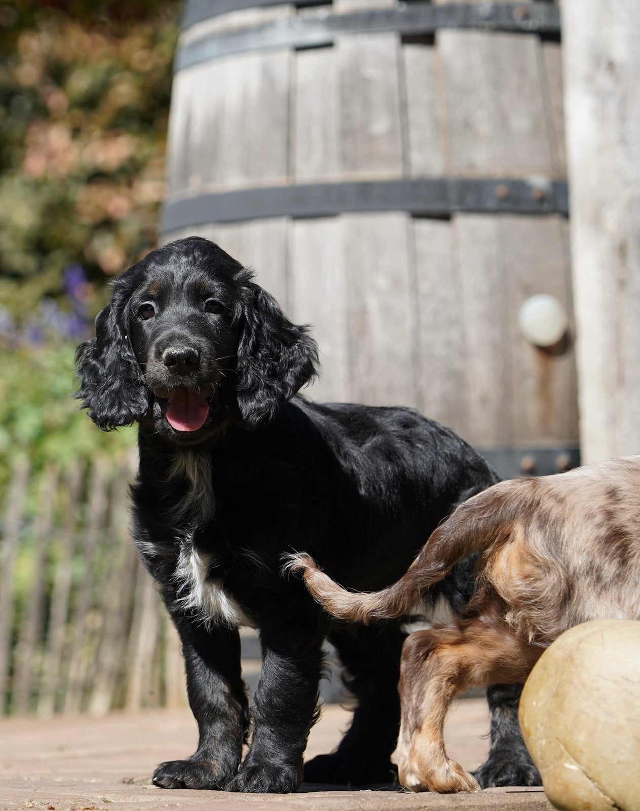 Cockapoo pups | Dwergpoedel x Engelse Cocker Spaniel, Dieren en Toebehoren, Honden | Retrievers, Spaniëls en Waterhonden, Parvo