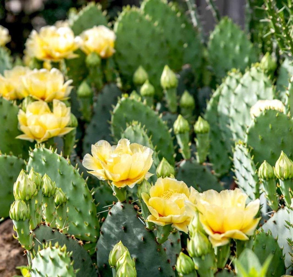 🌵 Opuntia humifusa - winterharde cactusvijg, Ophalen, Overige soorten, Volle zon
