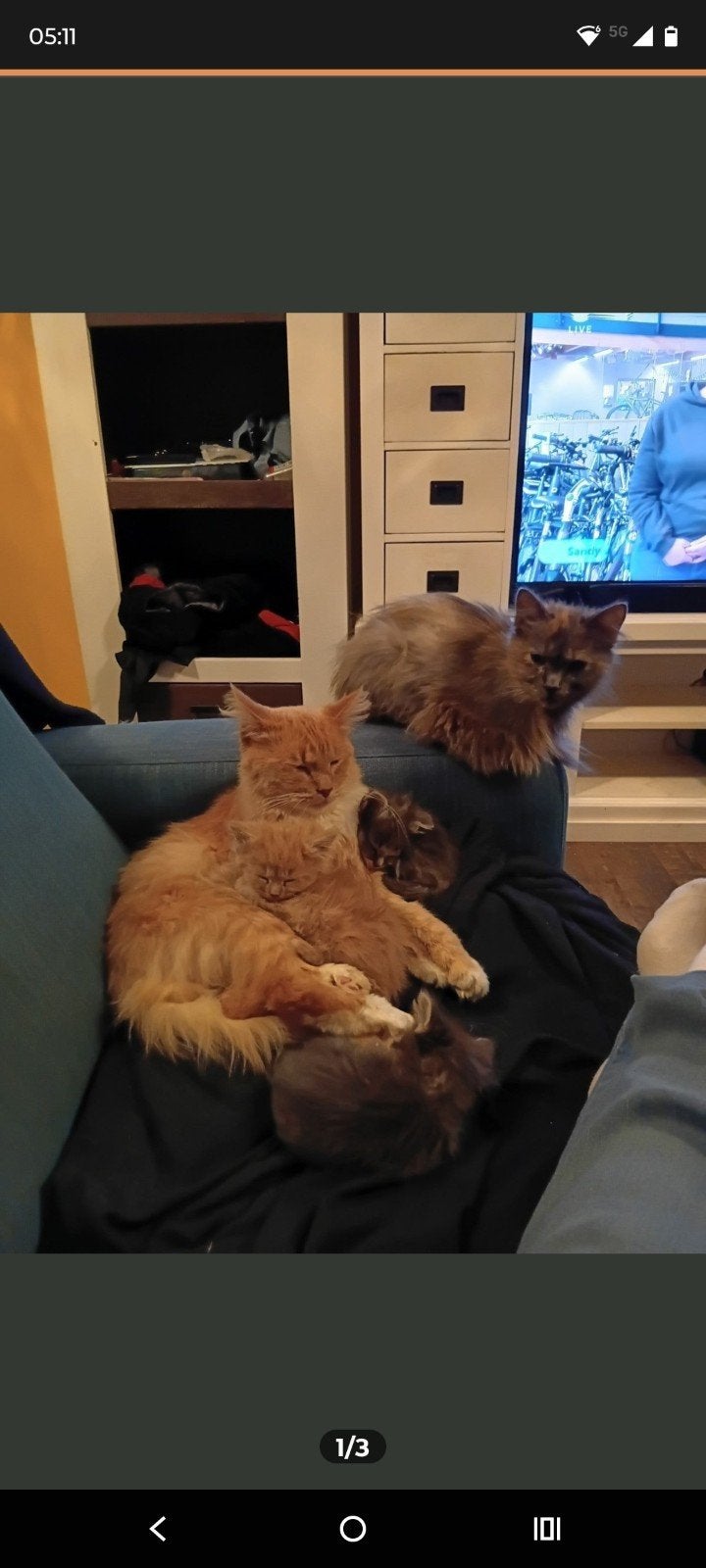 Lieve x-Ragdoll kitten mag naar een nieuw huisje Gereserveer, Dieren en Toebehoren, Kater