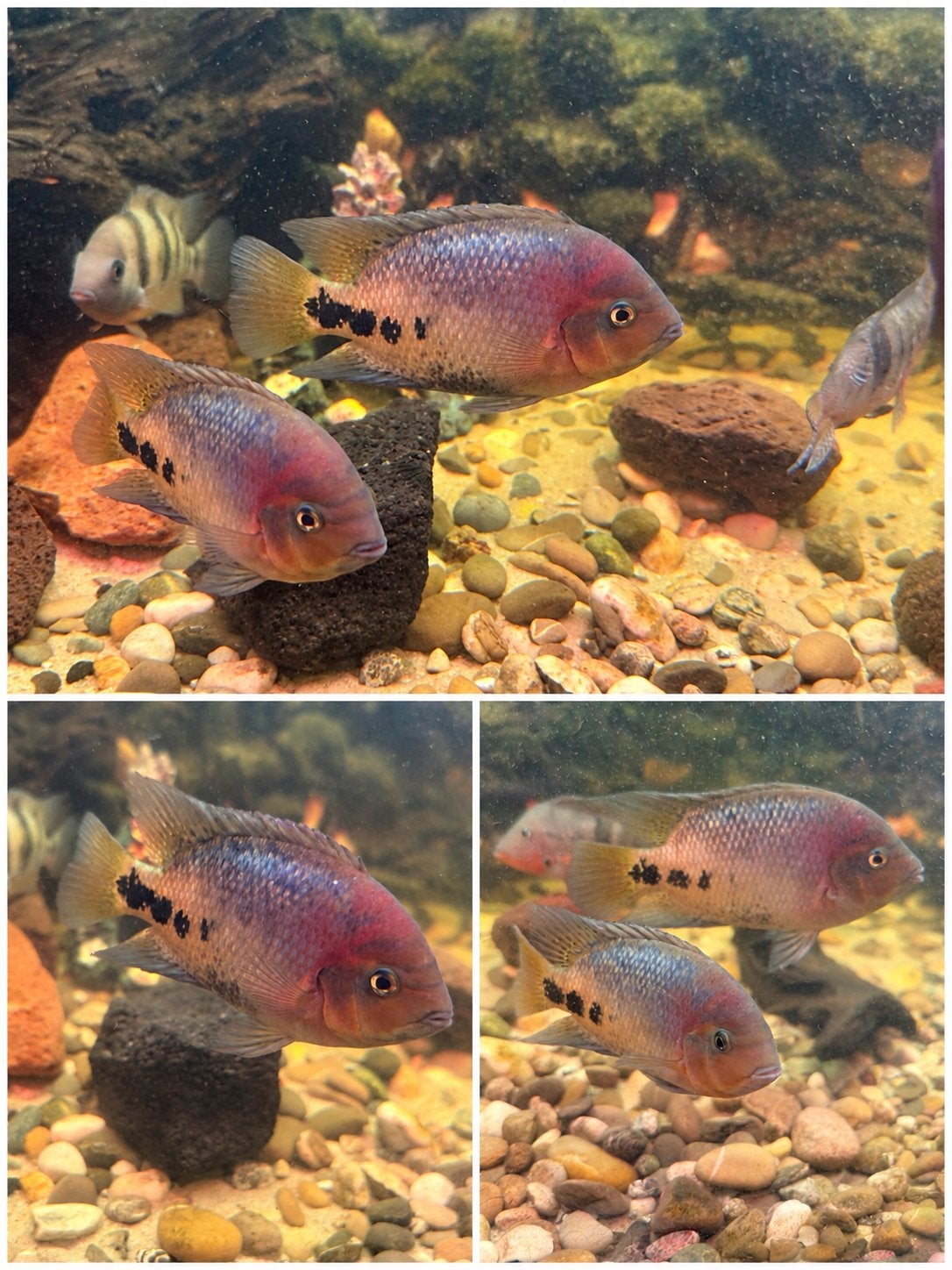 6 Vieja synspilum te koop, Vis, Zoetwatervis, Schoolvis
