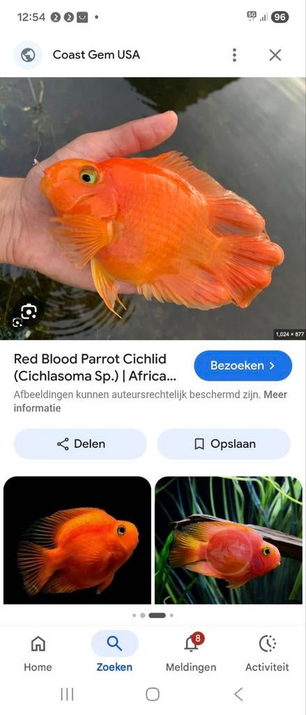 GEZOCHT!!!   PARROT CHICLID, Dieren en Toebehoren, Vis
