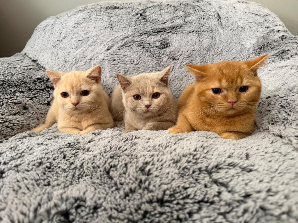 Britse Korthaar kittens te koop, Meerdere dieren, Gechipt, 0 tot 2 jaar