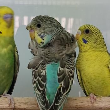 Grasparkietjes te koop, Meerdere dieren, Parkiet