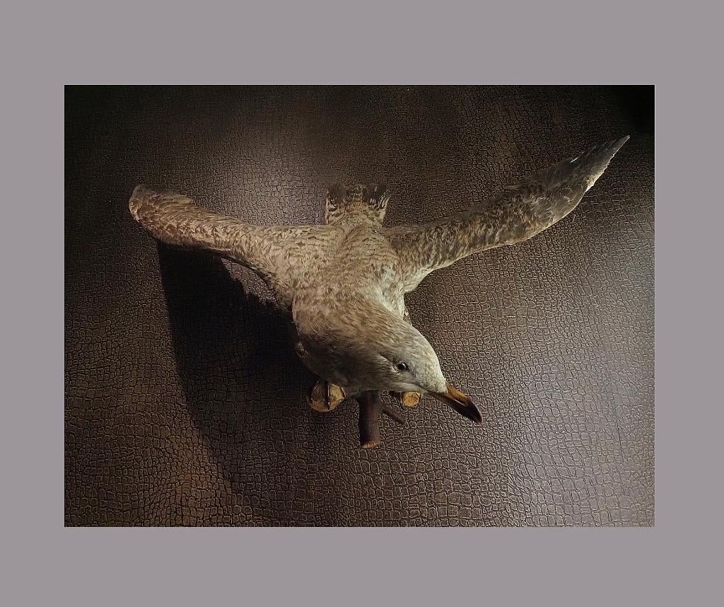 50 jr oude grote opgezette jonge zilvermeeuw (93cm), Ophalen of Verzenden, Gebruikt, Vogel, Opgezet dier