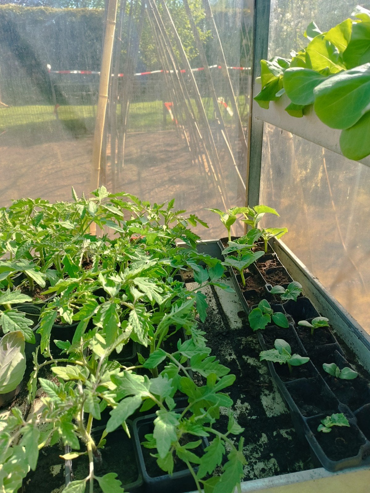 Te koop tomaten planten € 35 cent paprika € 15 cent, Tuin en Terras, Ophalen of Verzenden, Minder dan 100 cm, Overige soorten
