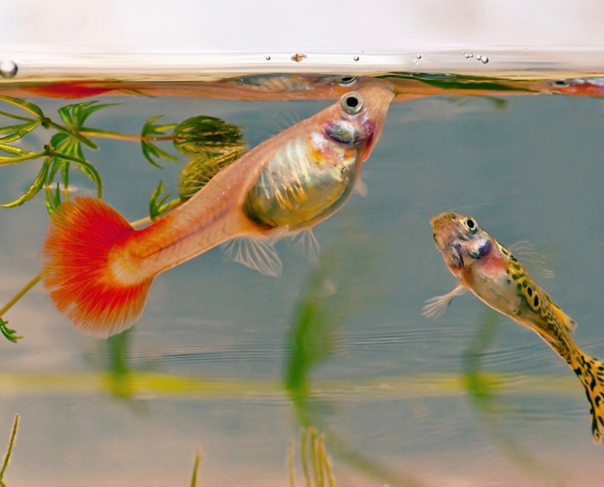 Guppys, Dieren en Toebehoren, Vissen | Aquariumvissen, Vis