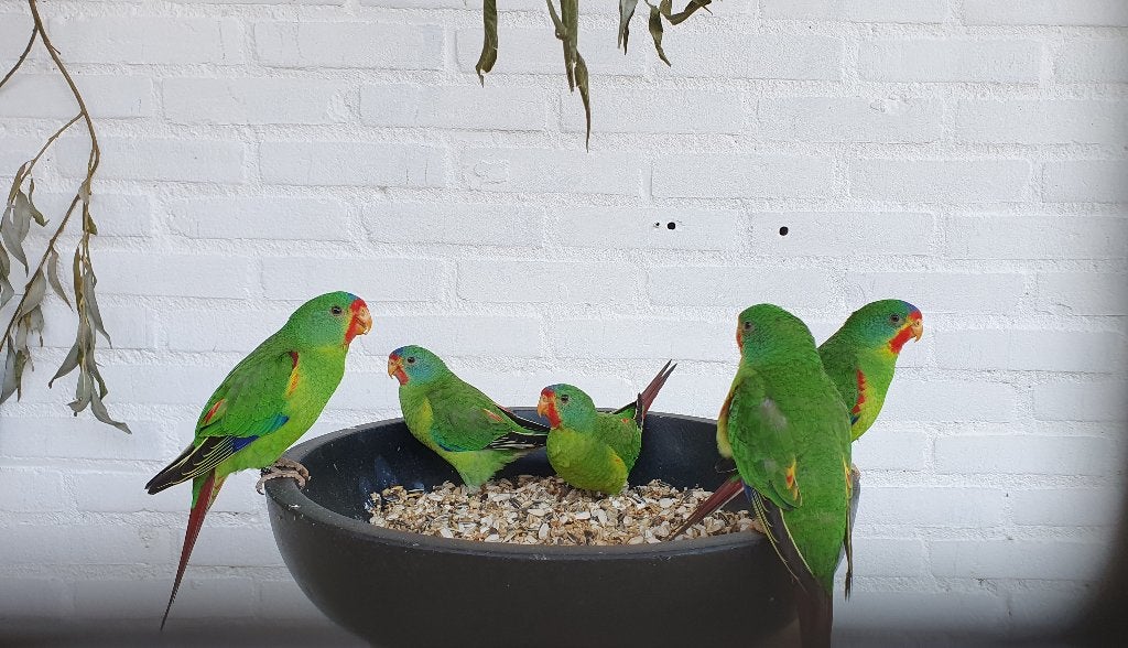 op zoek naar swiftparkiet poppen, Dieren en Toebehoren, Vogels | Parkieten en Papegaaien, Vrouwelijk, Parkiet