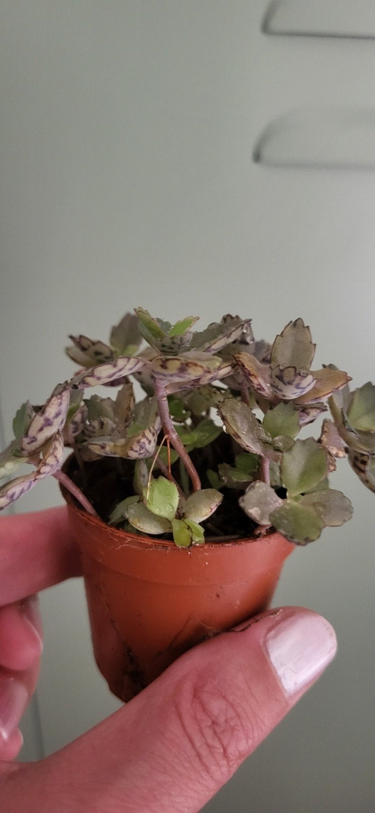 Jonge Mother of thousands, Huis en Inrichting, Kamerplanten, Ophalen