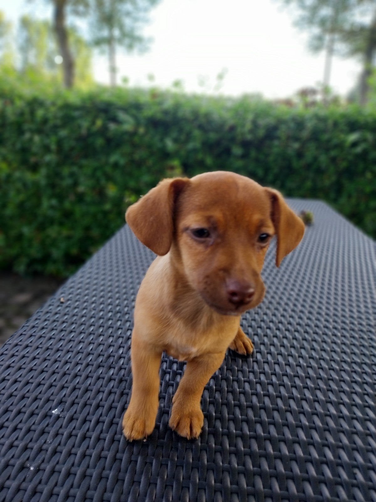 Leuke kruising  Jack russel/teckel pups, Meerdere, Meerdere dieren, Nederland, Particulier