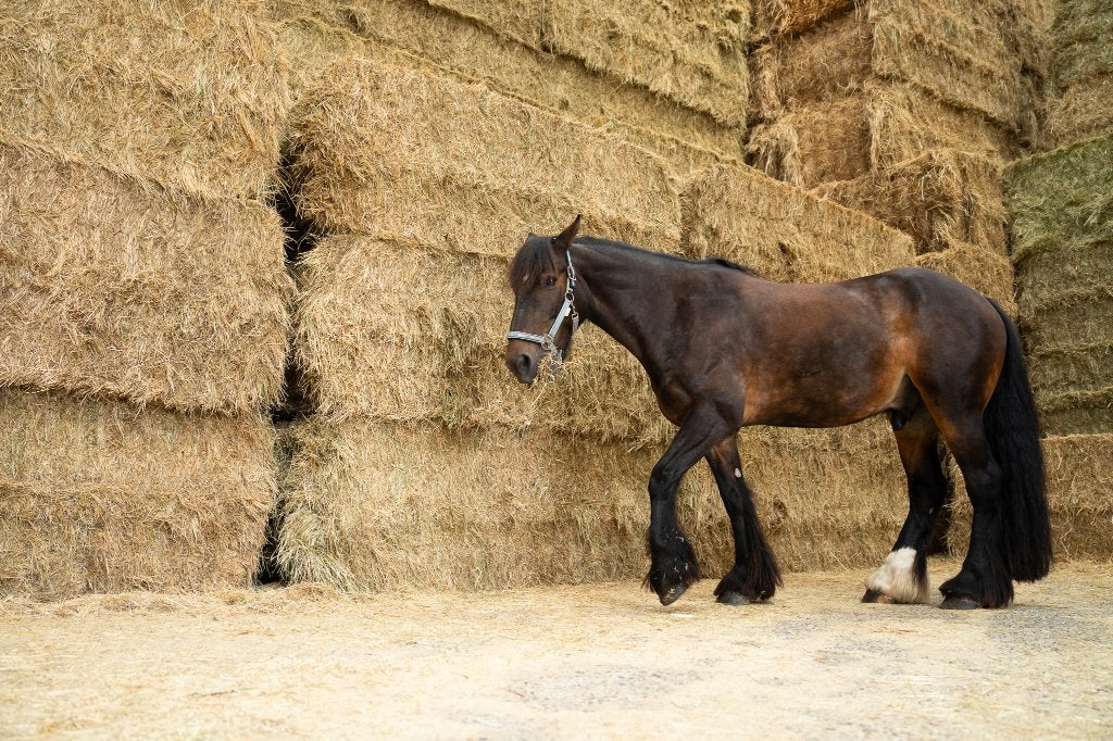 Gedorsen hooi Engels raaigras – Paarden – Endofytvrij, Ophalen, Overige soorten