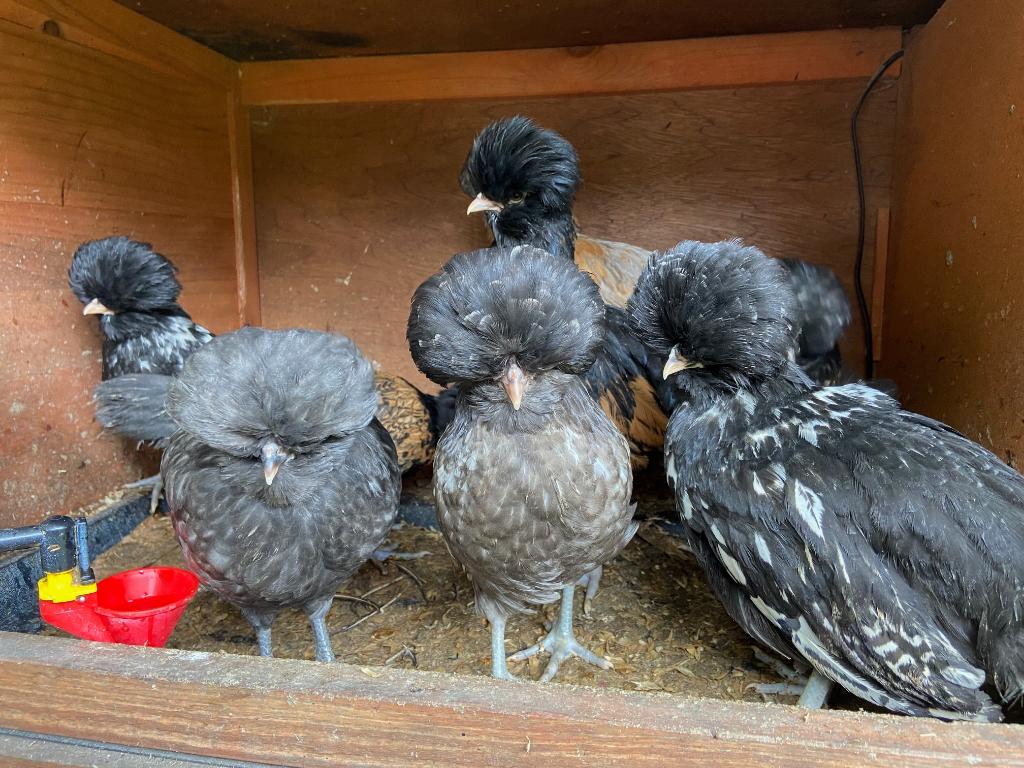 Kuifhoen Kuikens, Dieren en Toebehoren, Geslacht onbekend, Kip