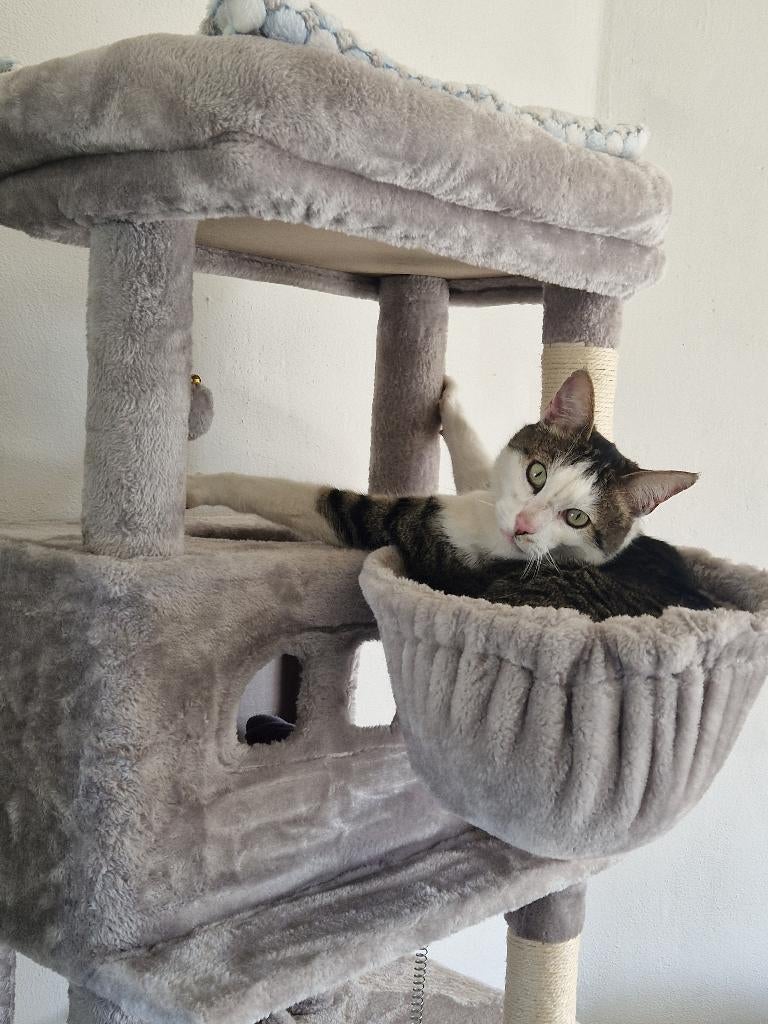 Lieve kat zoekt fijn huisje, Dieren en Toebehoren, Katten en Kittens | Raskatten | Korthaar, Kater, Gechipt, 3 tot 5 jaar