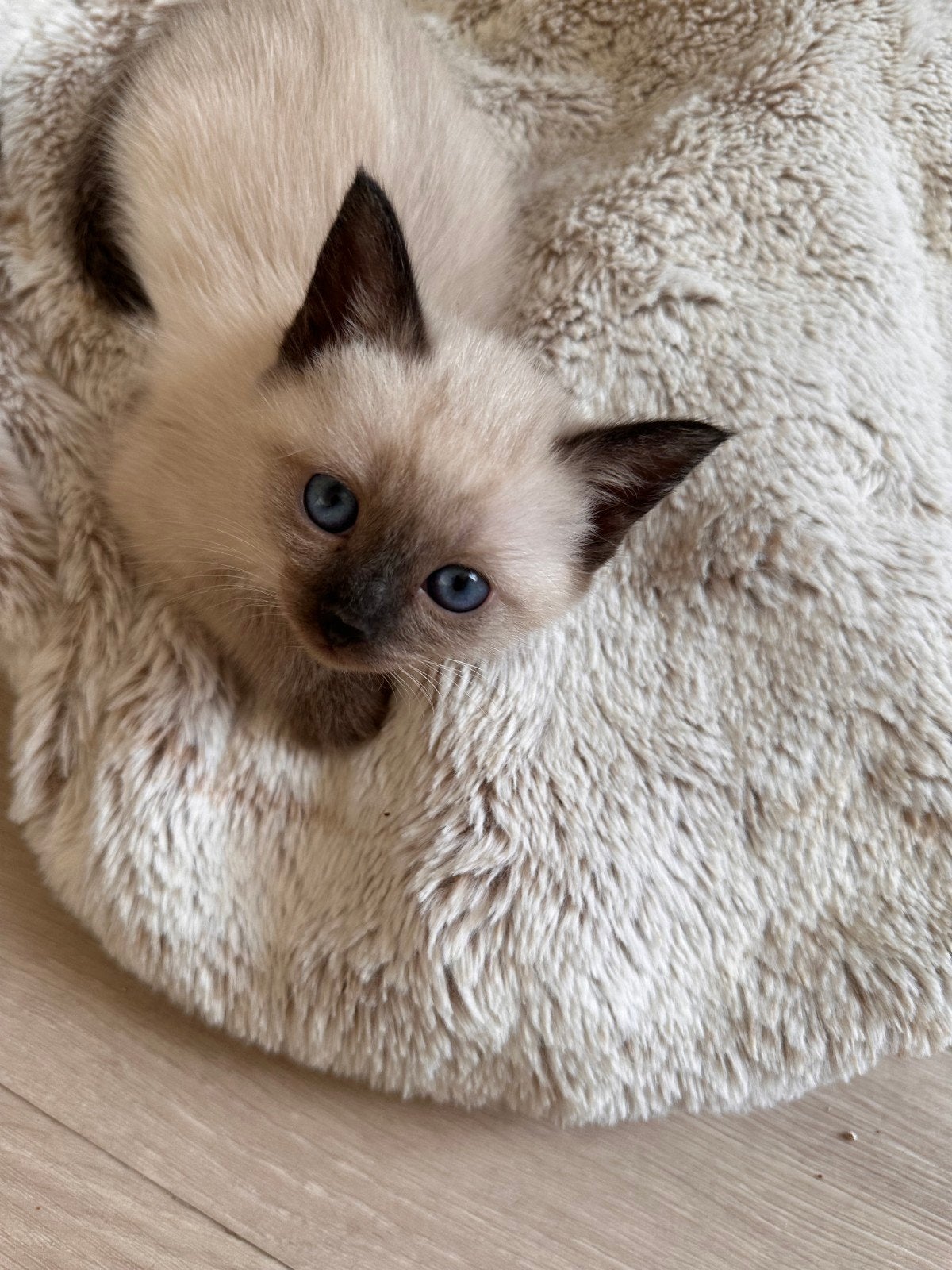 Ragdoll kittens, Meerdere dieren, Ontwormd, 0 tot 2 jaar