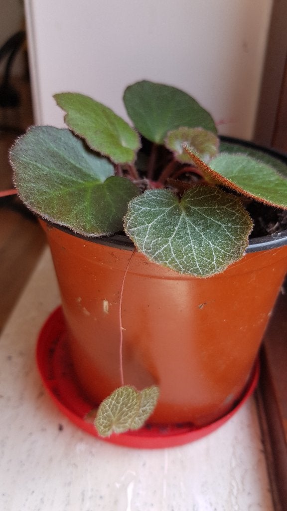 zeldzame kamerplant  hangplant Saxifraga, Huis en Inrichting, Ophalen, Halfschaduw, Minder dan 100 cm