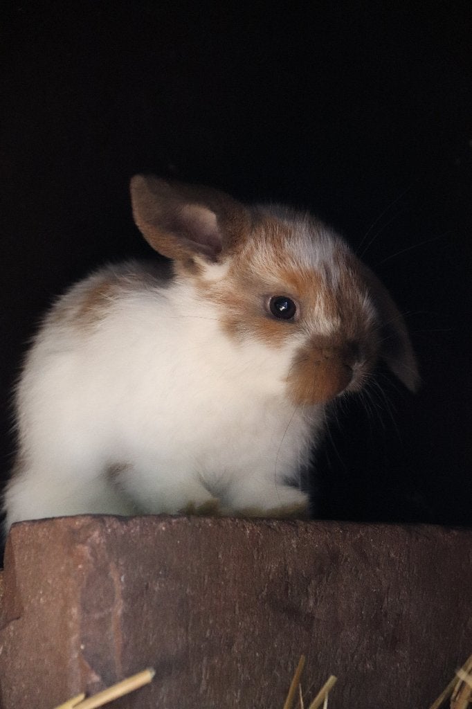 Lieve Nhd Nederlandse hangoor dwergen isabel/madagaskar/bont, Meerdere dieren, Dwerg, Hangoor, 0 tot 2 jaar