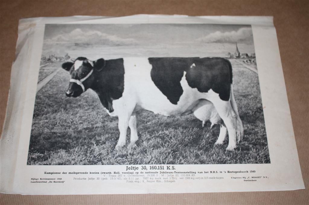 Oude prent - Kampioens koe Jeltje - 1949 !!, Ophalen of Verzenden, Voor 1940, Gebruikt, Overige onderwerpen