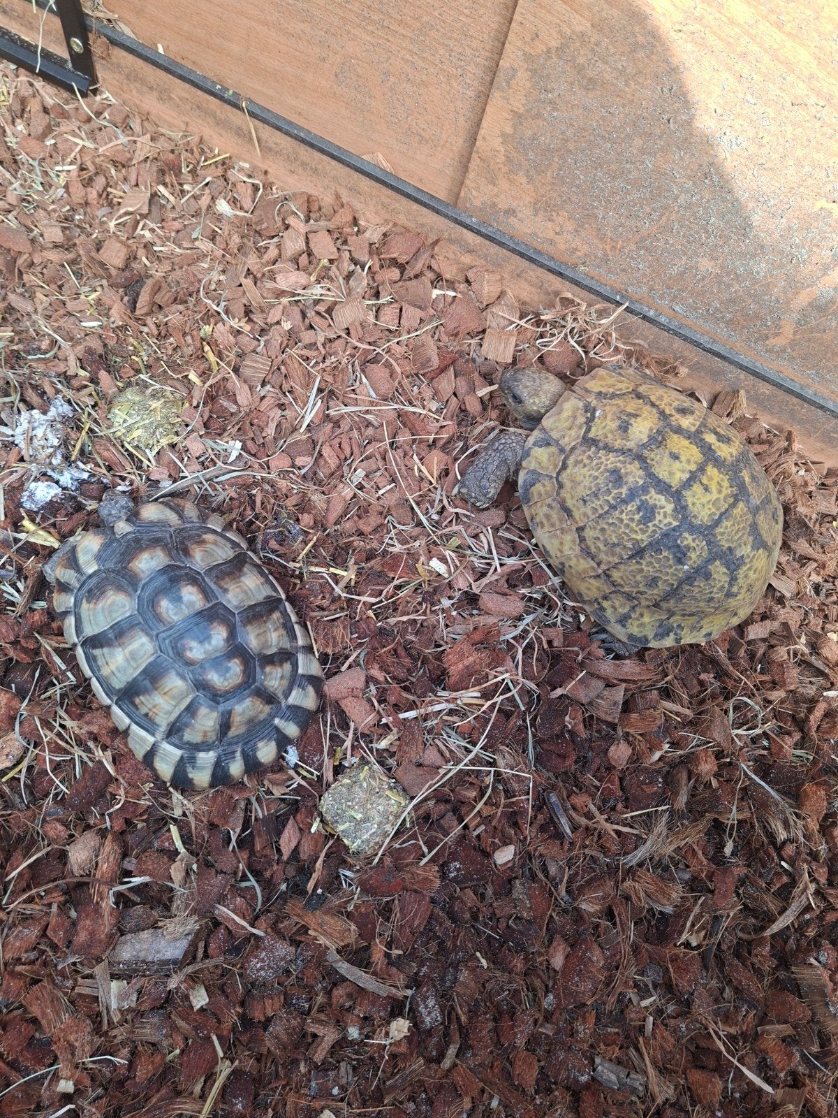 griekse mannen landschildpadden leeftijden van 2020 tot bj 2 Tortoise - unknown for sale from Patrick