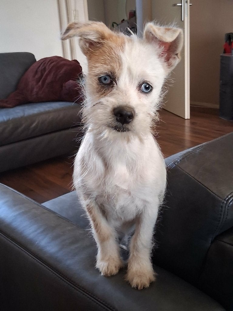 Petite Poubelle 4 kleine pups  2 pups gereserveerd, Dieren en Toebehoren, 8 tot 15 weken, Meerdere, Meerdere dieren, Klein