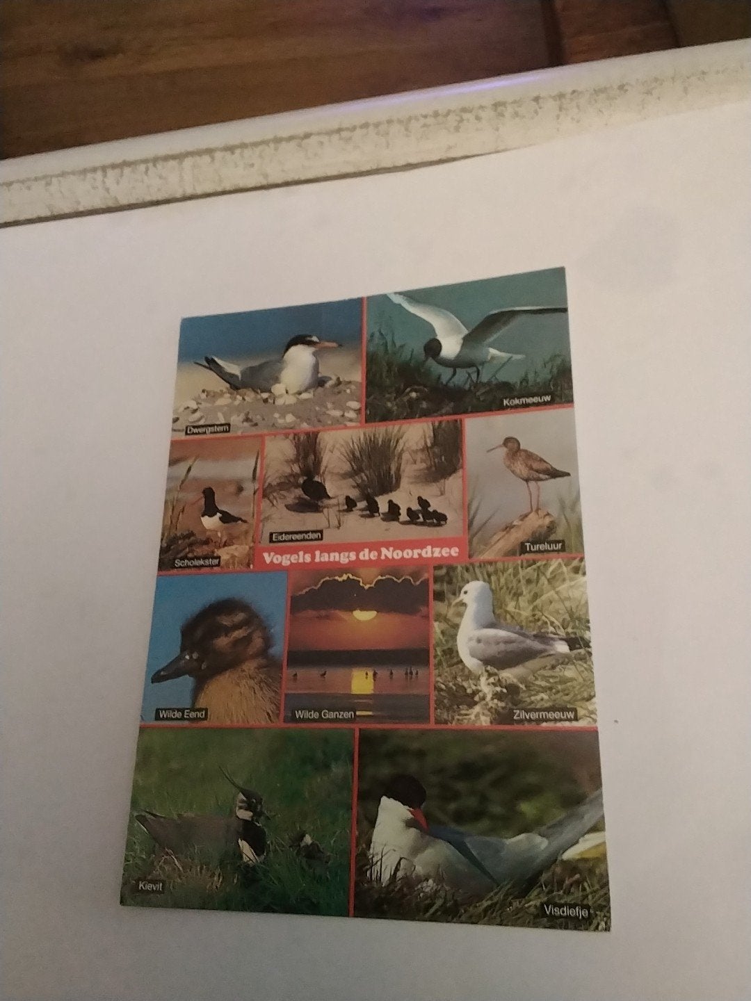 Oude ansichtkaart 'Vogels langs de Noordzee' (Gelopen), Ophalen of Verzenden, 1980 tot heden, Gelopen