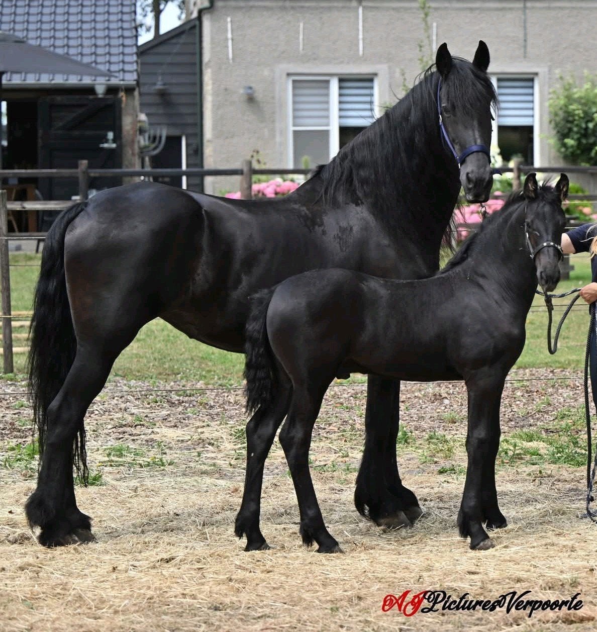 Friese jaarling hengst, Dieren en Toebehoren, Paarden, Minder dan 160 cm, Niet van toepassing, Dressuurpaard, 0 tot 2 jaar