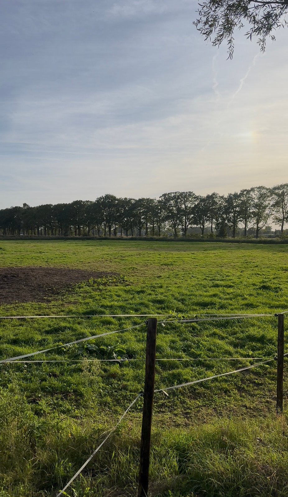 Weide gezocht, Dieren en Toebehoren, Opfok, 2 of 3 paarden of pony's