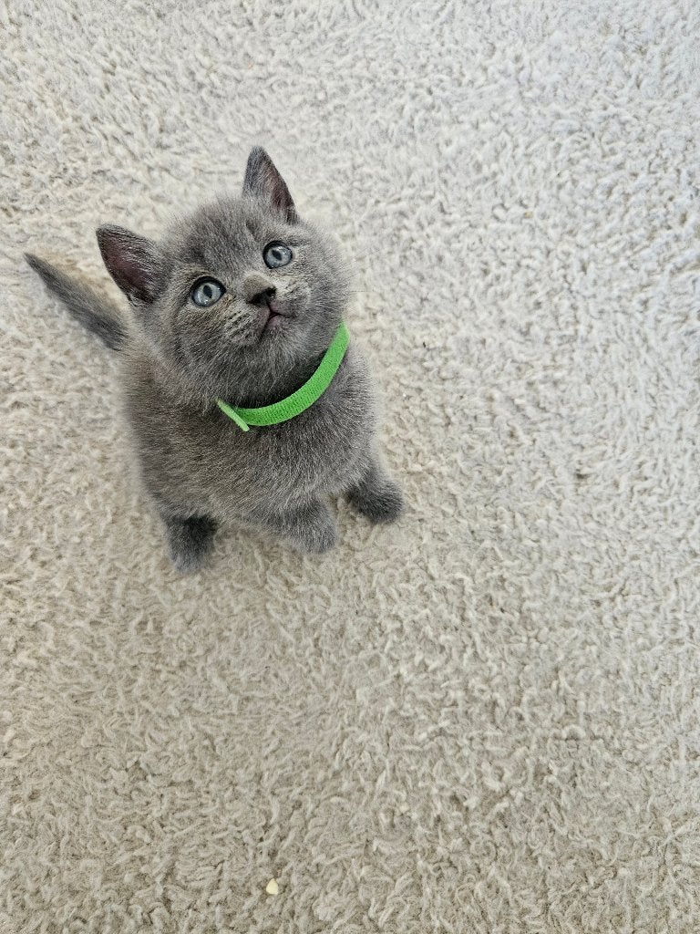 Verliefd in 3,2,1! Ontmoet onze brits Korthaar kitten!, Dieren en Toebehoren, Meerdere dieren, Ontwormd, 0 tot 2 jaar