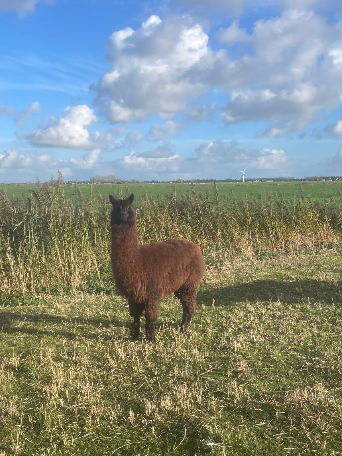 Alpaca hengst, Dieren en Toebehoren, Overige Dieren, April, Mannelijk